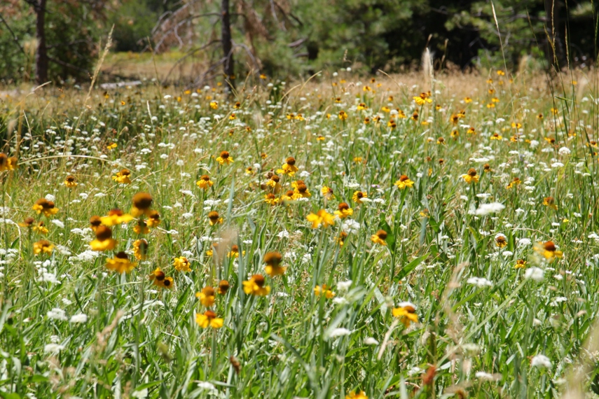 Sequoia National Forest